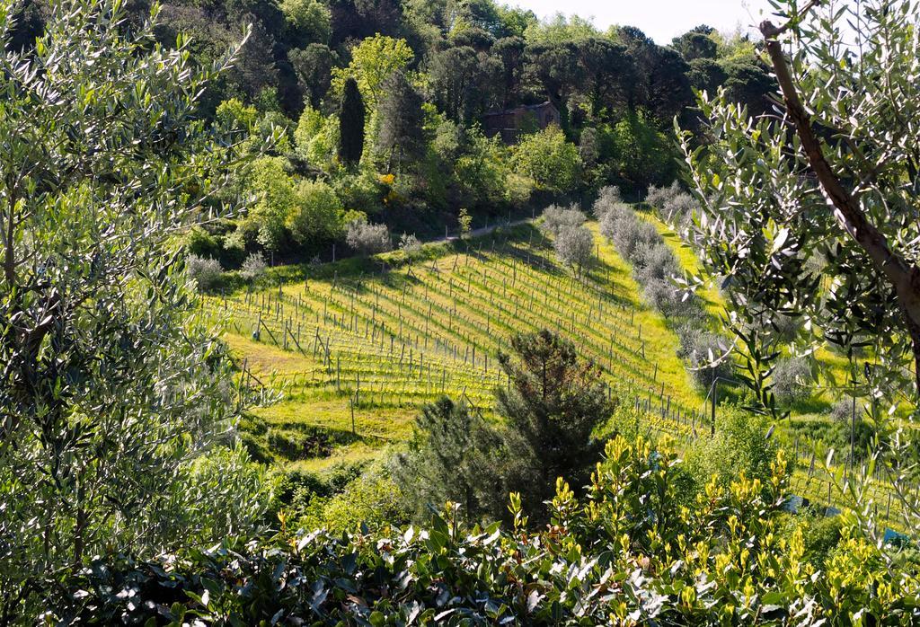 Agriturismo Poggio All'Olmo Villa Греве ин Кианти Екстериор снимка